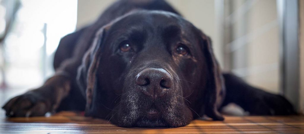 (c) Haltonvet.ca